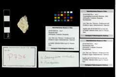 Foto (Objekt + Etikett) von Munidopsidae indet.  (NHMW-GEO-2014-0194-0736b)